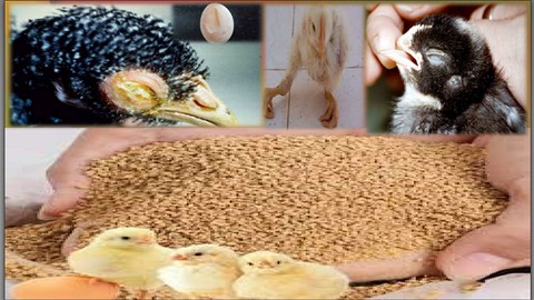 poultry farming nutrition and clinical nutrition stepby step